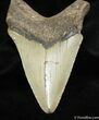Megalodon Tooth From NC - Serrated #957-1